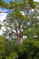 baobab-baie-de-narinda-p