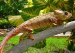 cameleon-hotel-radama